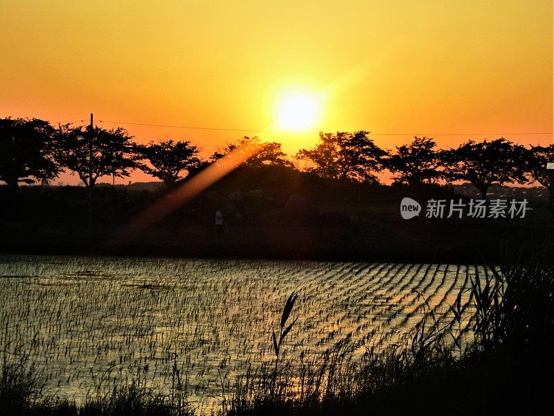 日本。五月底。夕阳落在稻田上。的印象。