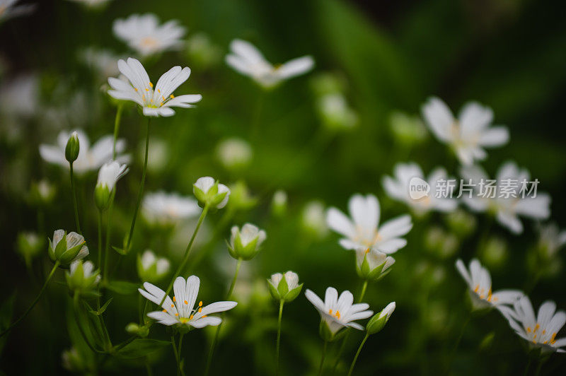 小白花背景