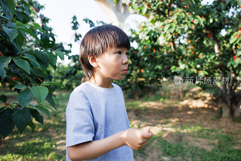 快乐的男孩在樱桃园里吃樱桃