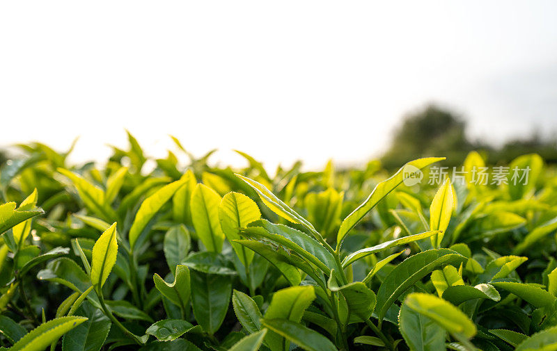 长得很好的茶树