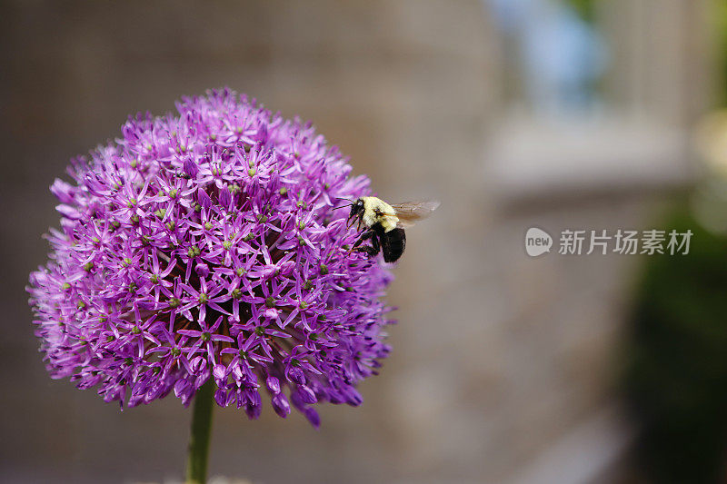 花上的大黄蜂