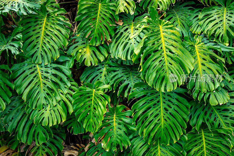 生长在野外的外来植物的热带绿叶。热带雨林植物。亚马逊自然背景。