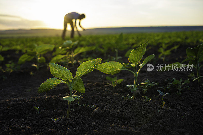 农民在日落时检查向日葵幼苗。