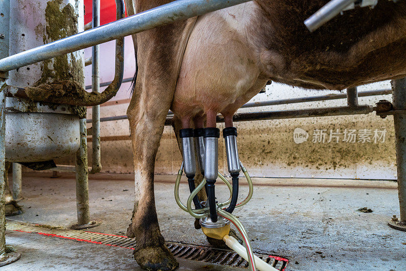 一个勤奋的45岁左右的奶农经营着他的小型有机奶场，使用自动挤奶机，而心满意足的奶牛则一只接一只地跑进来。