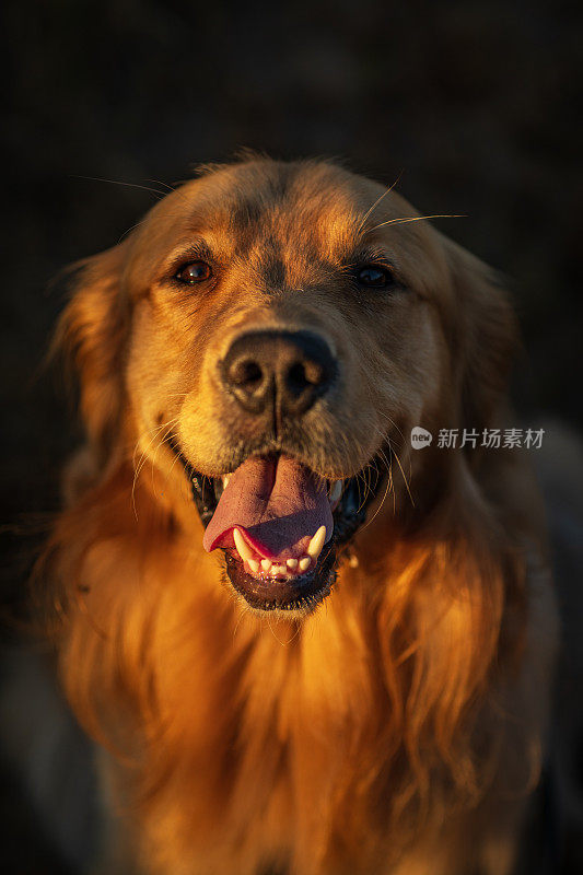 在温暖的午后阳光下，金毛猎犬在草地上散步的肖像。