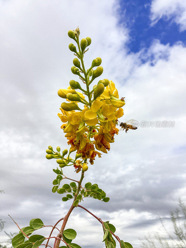 亚利桑那州索诺兰沙漠，蜜蜂为沙漠植物授粉