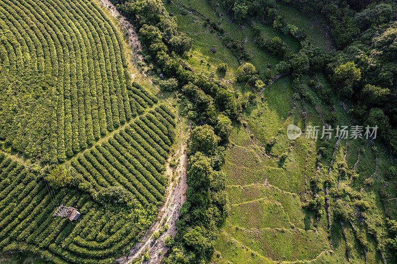 阳光明媚的日子里，山坡上种植园的鸟瞰图