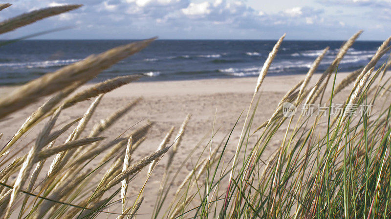 波罗的海海岸沙滩上随风摇摆的草