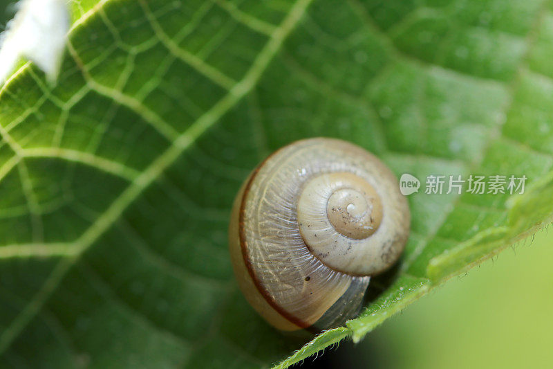 叶子上的小水田螺(使用微距镜头，闪光灯+自然光，特写照片)