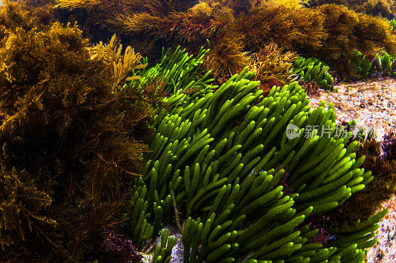 海面下的水下环境，有摇曳的海藻和海藻床