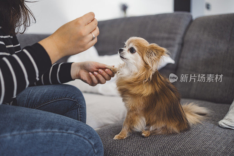 一个女人带着一只吉娃娃狗在客厅里