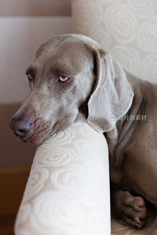 灰色威玛犬的特写，头靠在扶手上，看起来昏昏欲睡