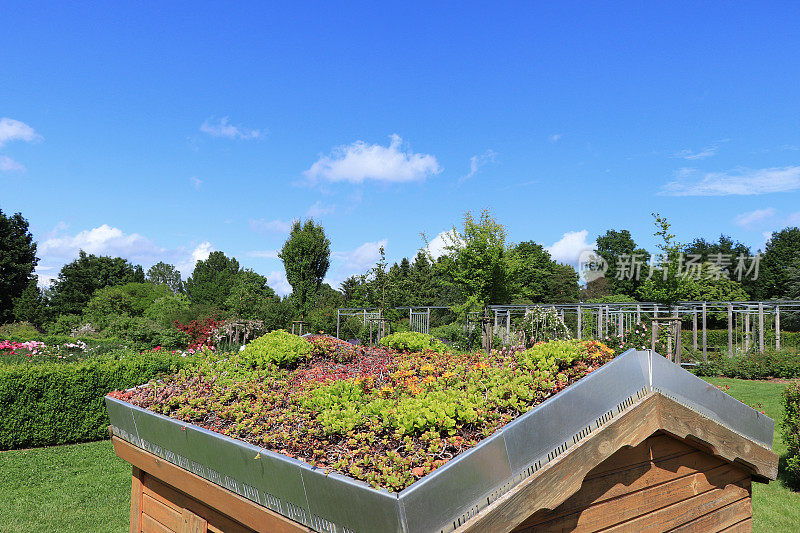 绿色屋顶种植多肉植物