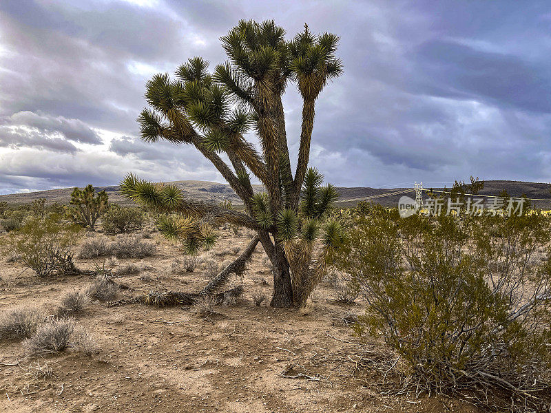这棵著名而不可思议的约书亚树位于美国内华达州的莫哈韦沙漠。