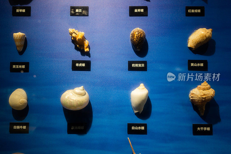 贝壳、蜗牛化石