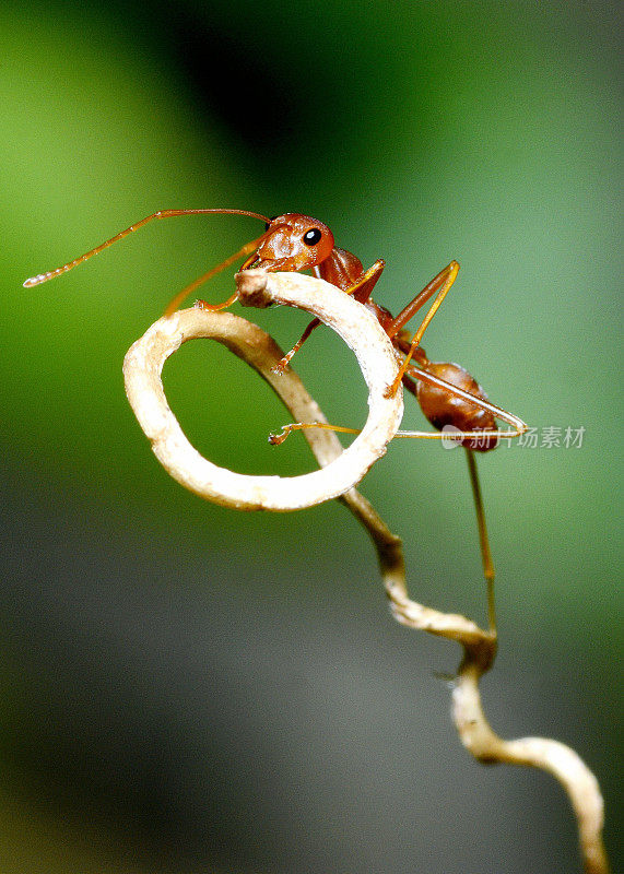 蚂蚁爬弯曲的藤蔓——动物行为。