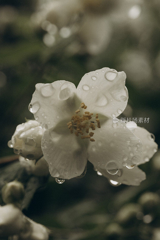 樱桃树在雨点下绽放