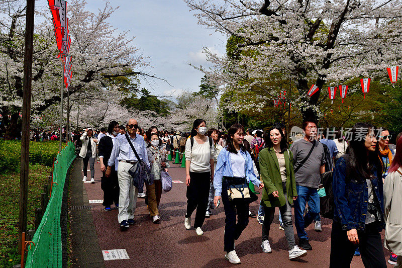 一大群人在东京上野公园欣赏樱花