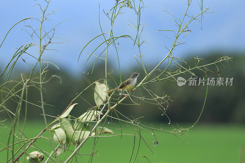 鸟儿栖息在树枝上