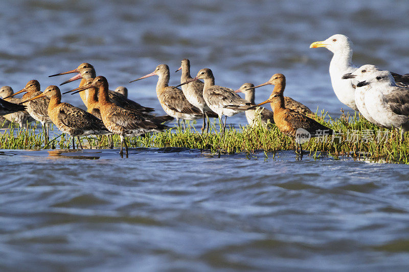 葡萄牙的Godwits