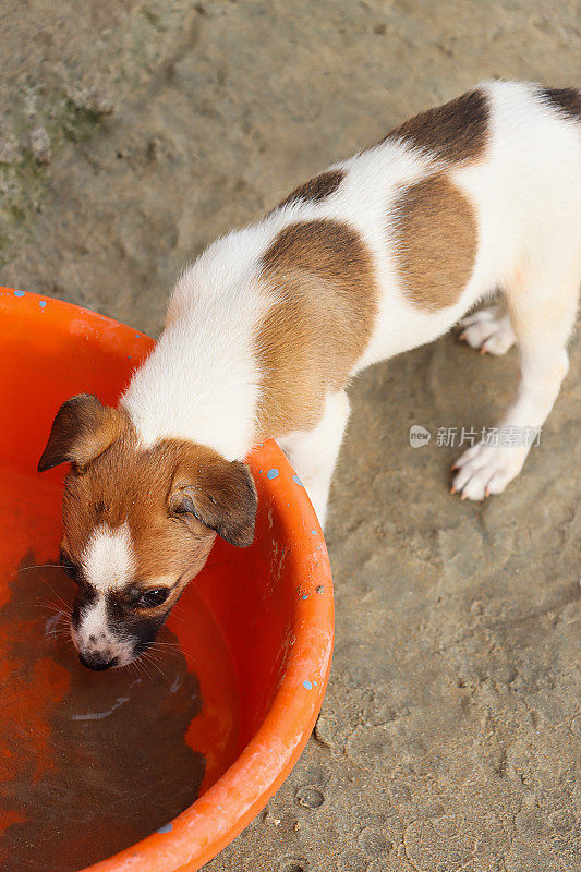 野外流浪的印度小狗站在潮湿、紧致的沙滩上，从橙色的塑料桶里喝淡水