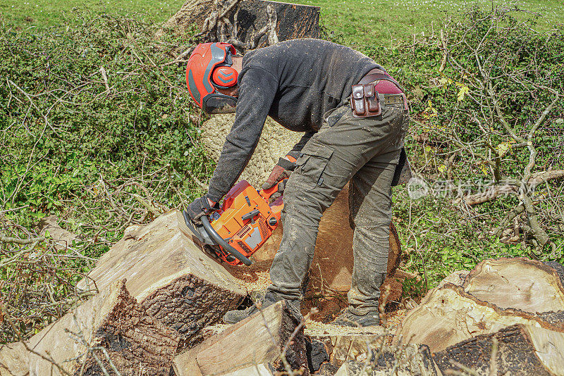 一个人正在用电锯砍树