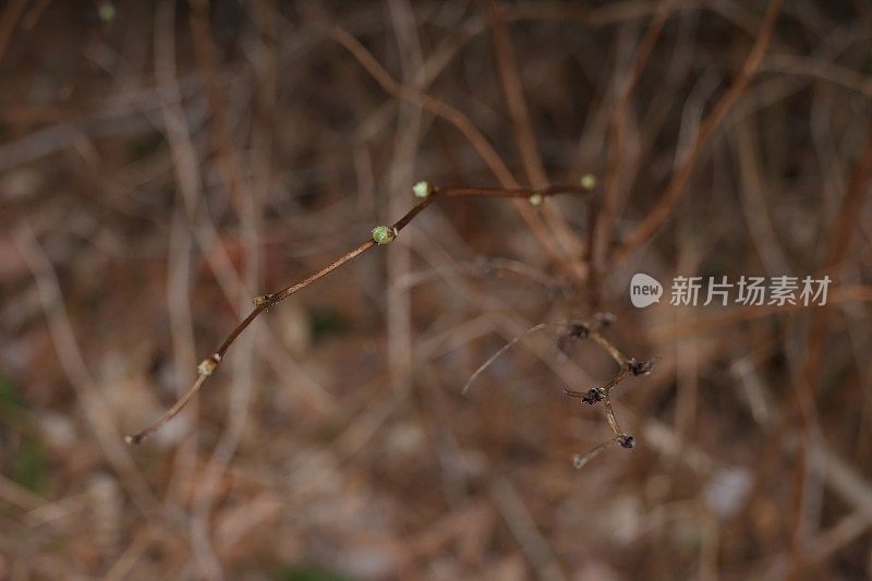 加拿大雨林中萌芽的茎