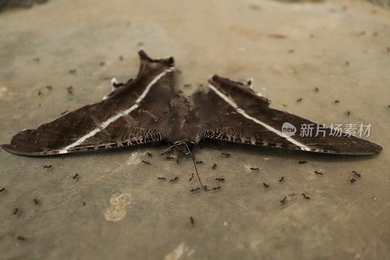 死蝴蝶被黑蚂蚁包围