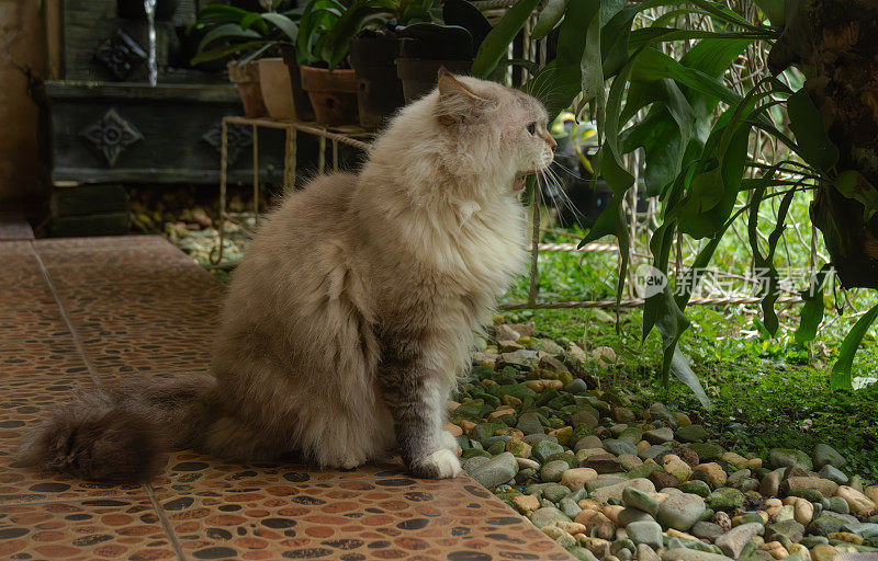 一只布娃娃猫坐在后院