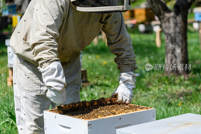 养蜂人检查蜂架，将它们从蜂箱中取出。