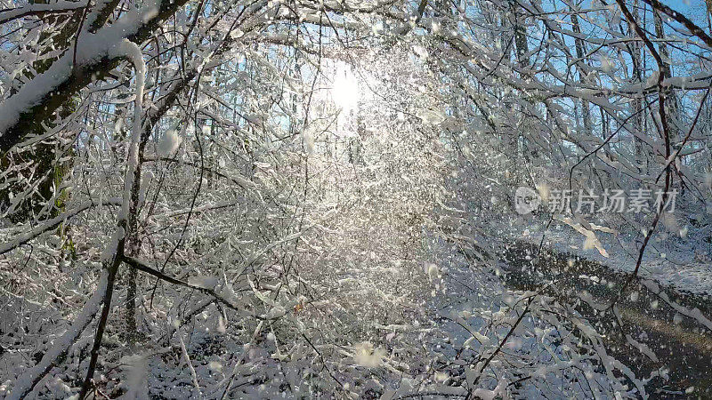 慢动作镜头冬天在森林里的场景，融化的雪从树上掉下来，在金色的太阳前面