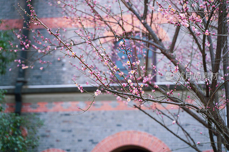 上海交通大学春天，中国，中国