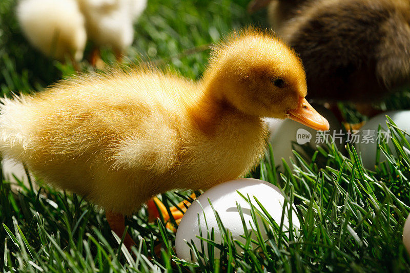 小鸭子在草地上