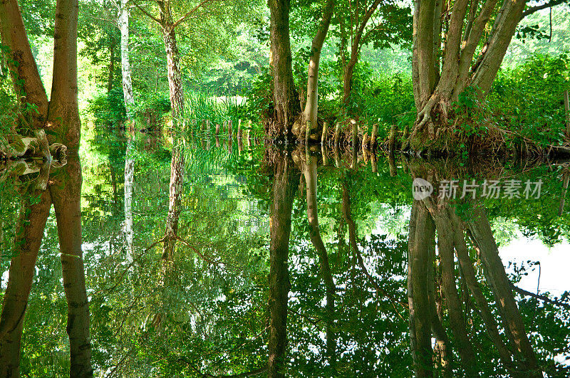 德国斯普雷瓦尔德的绿色森林河流景观