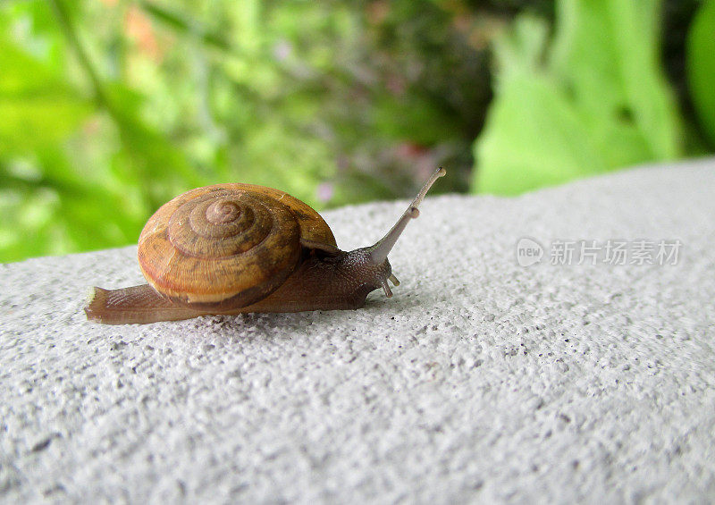 小蜗牛在花园的白墙上行走