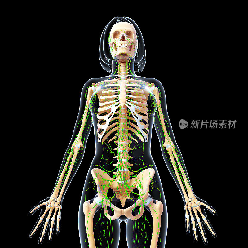 女性身体解剖的淋巴系统