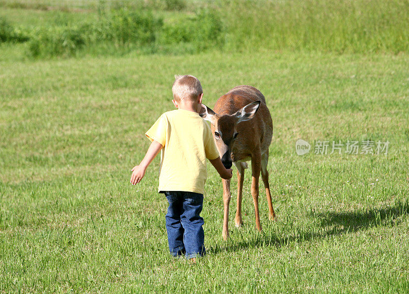 小男孩喂白尾鹿