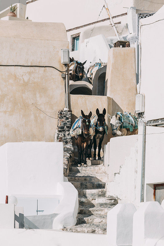 希腊圣托里尼岛伊亚小街上的驴子。