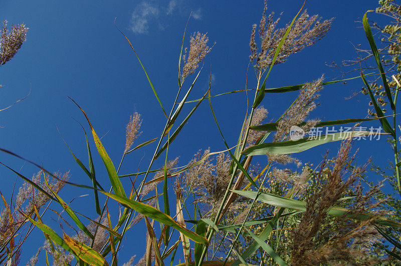 芦苇飞向天空