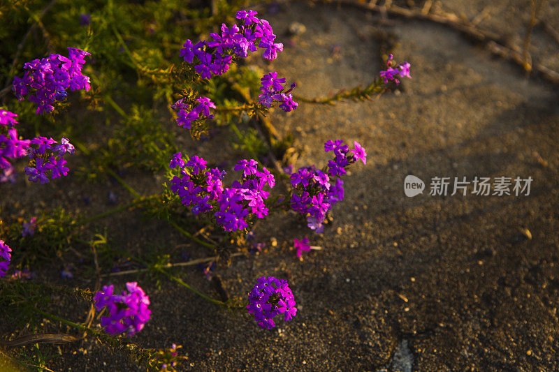 小小的紫色花朵