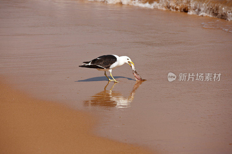 嘴里叼着鱼的海鸥