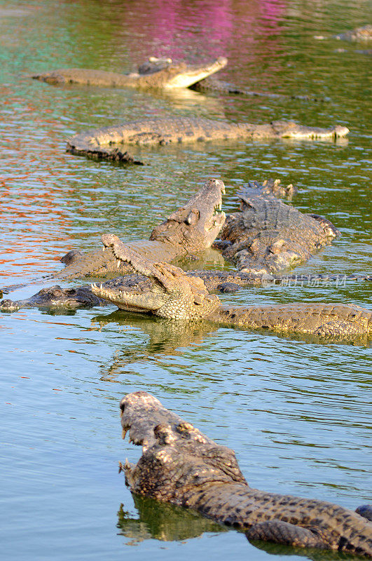 一群直立在水面上的鳄鱼