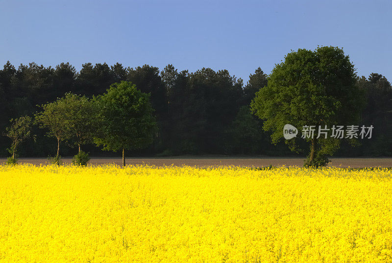 油菜领域