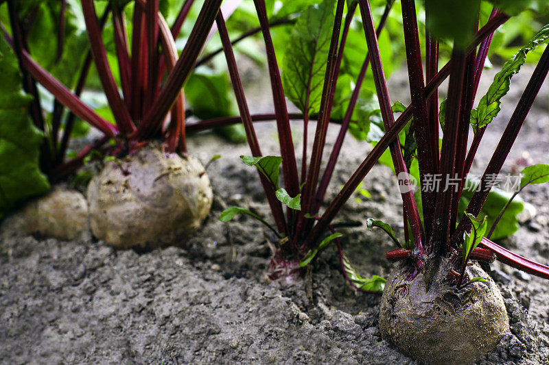 自产蔬菜，甜菜根