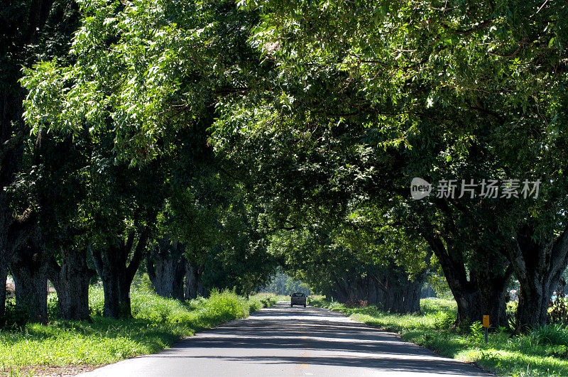 绿树成荫的乡村公路与小卡车