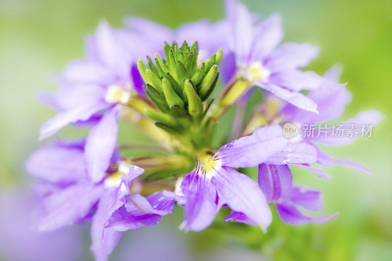 石竹或扇花。软焦点