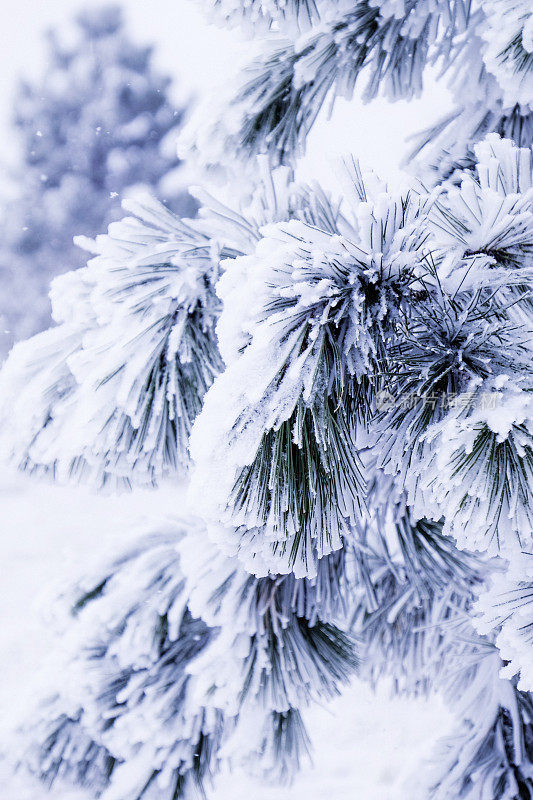 在暴风雪期间，冷杉树枝上挂满了厚厚的雪