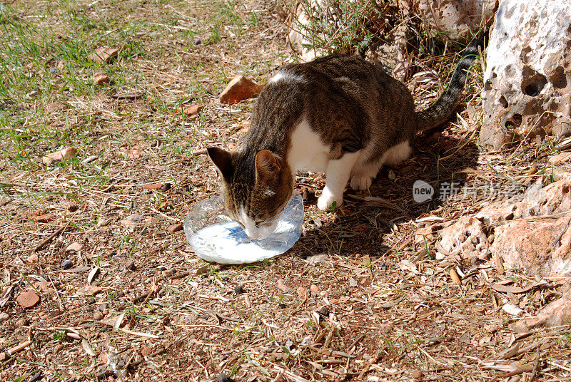 猫喝牛奶