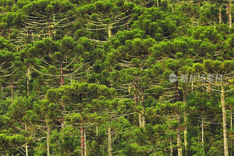 青巴西松树格局，Paraná，巴西南部