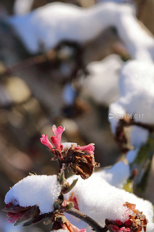 开花荚蒾与博德南腾斯黎明在雪中